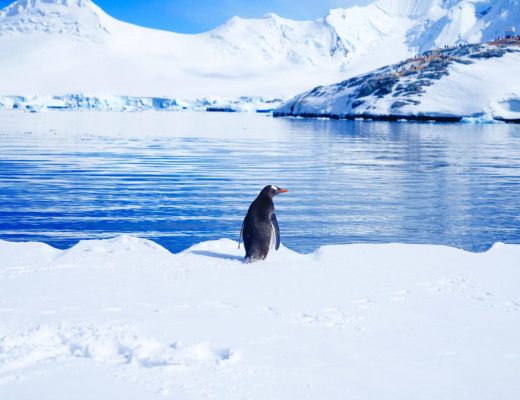 Antarctique en bateau : conseils pratiques pour bien préparer votre expédition polaire