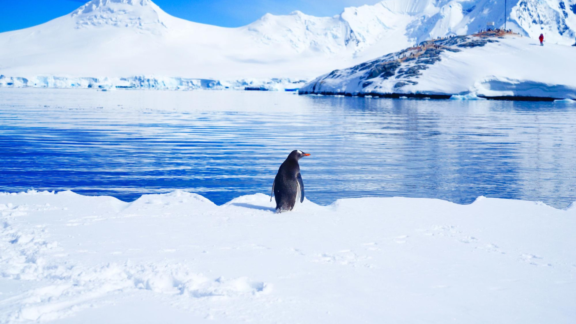 Antarctique en bateau : conseils pratiques pour bien préparer votre expédition polaire